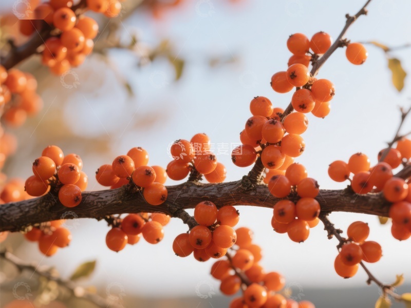 高清大图下载【趣麦麦图】枝头挂满橙色浆果