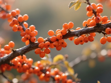 橙色浆果挂满枝头