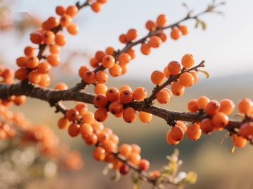 枝头挂满橙色浆果