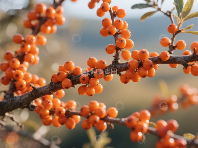 高清大图下载【趣麦麦图】枝头挂满橙色浆果的自然景象