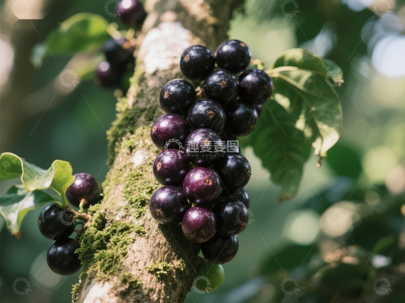 高清大图下载【趣麦麦图】树上成熟的深紫色果实