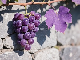 紫色葡萄与叶子的特写
