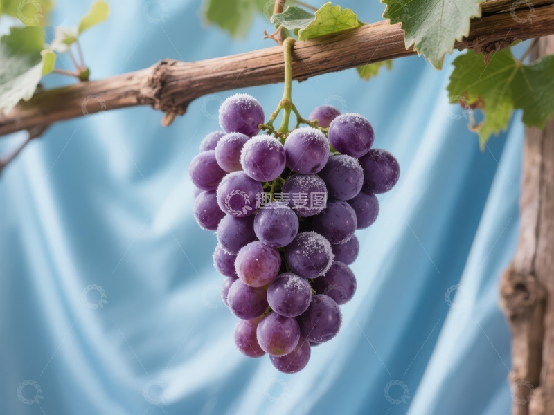 高清大图下载【趣麦麦图】葡萄串在枝头挂满果实