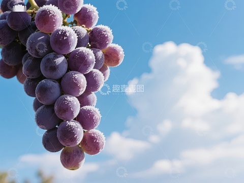 阳光下的紫葡萄串
