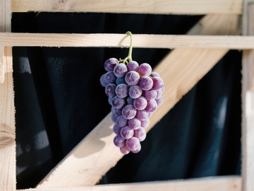 悬挂的紫葡萄特写