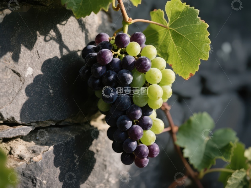 高清大图下载【趣麦麦图】葡萄藤上的紫绿相间葡萄