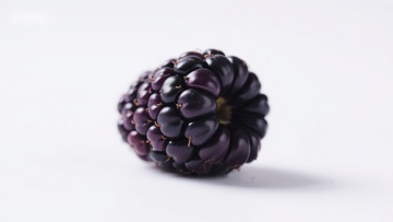 新鲜黑莓特写