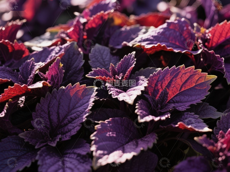 高清大图下载【趣麦麦图】紫色叶片植物的特写