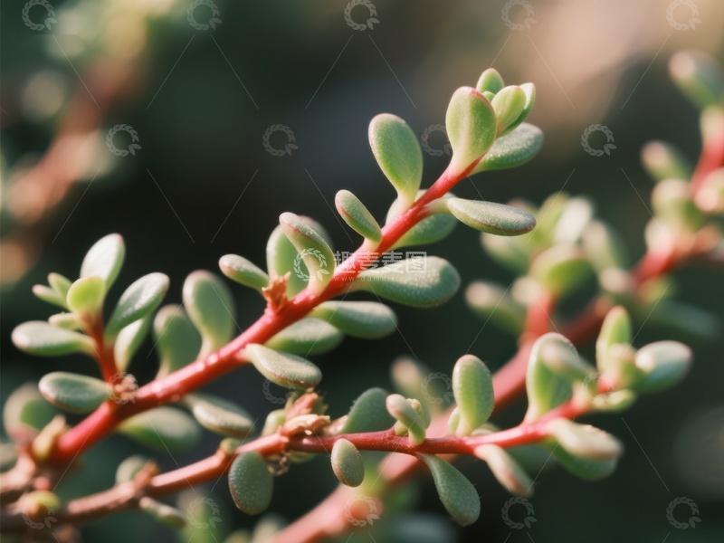 高清大图下载【趣麦麦图】红色枝条上的绿色叶片特写