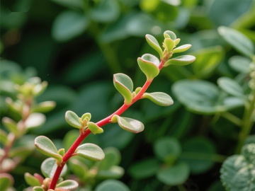 红色茎叶的植物特写