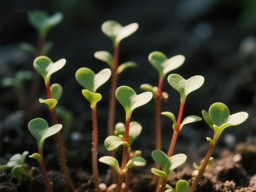 幼苗破土而出，生机勃勃