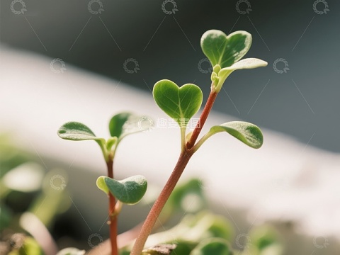新生绿植心形叶片特写