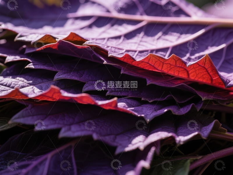 高清大图下载【趣麦麦图】紫色叶片的细腻纹理