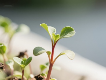 嫩绿幼苗在阳光下生长