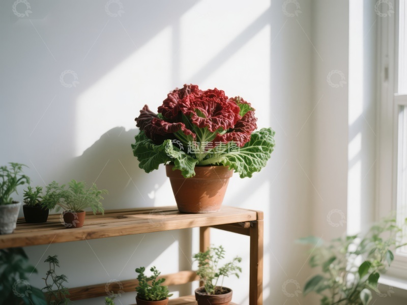 高清大图下载【趣麦麦图】窗边木架上的红色植物