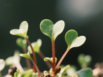 嫩绿幼苗，生机勃勃