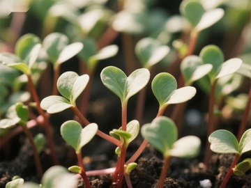 幼苗新生，绿意盎然