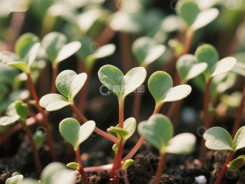 高清大图下载【趣麦麦图】幼苗新生，绿意盎然