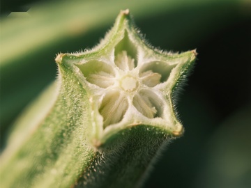 植物花蕾的微观结构