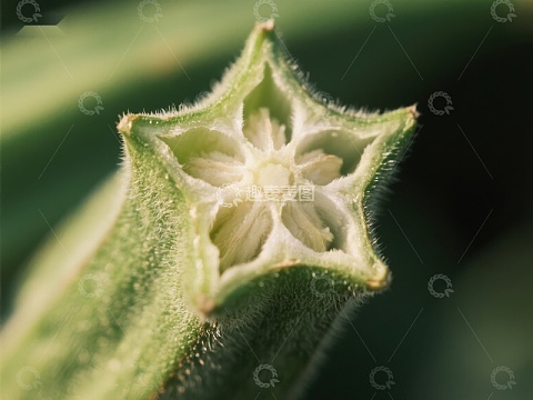植物花蕾的微观结构