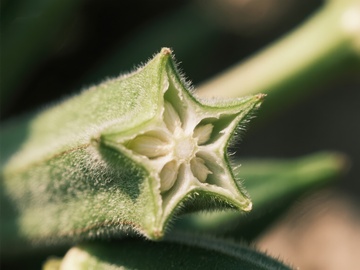 植物花蕾特写，细节清晰可见