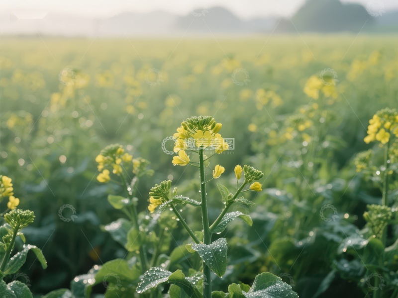 高清大图下载【趣麦麦图】晨雾中的油菜花田
