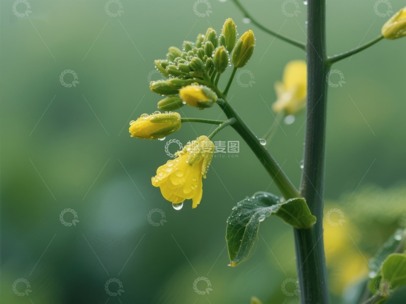 高清大图下载【趣麦麦图】雨后油菜花绽放