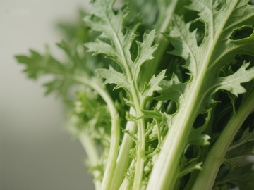 新鲜绿叶蔬菜特写