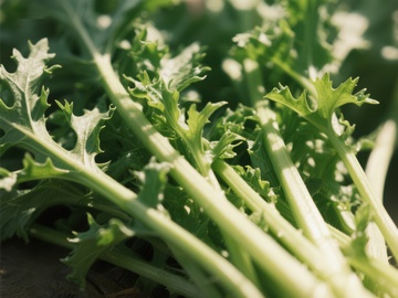 新鲜绿叶蔬菜特写