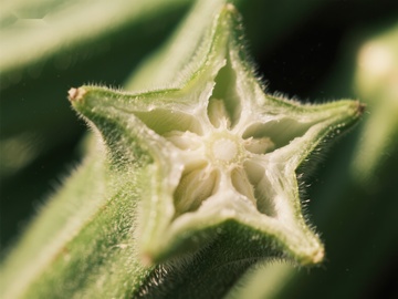 绿色植物的星形结构特写