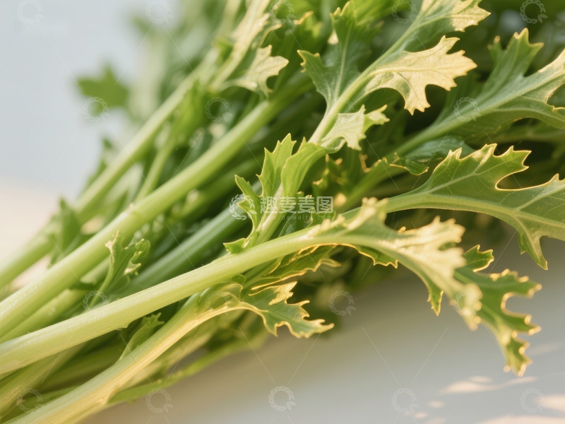 高清大图下载【趣麦麦图】新鲜绿叶蔬菜特写