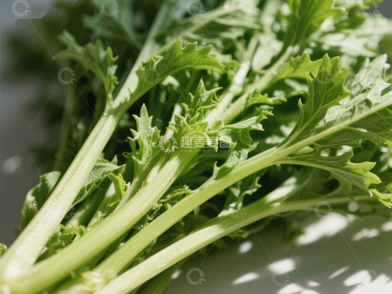 高清大图下载【趣麦麦图】新鲜绿叶蔬菜特写