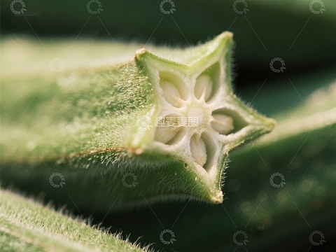 植物花蕾的微观结构