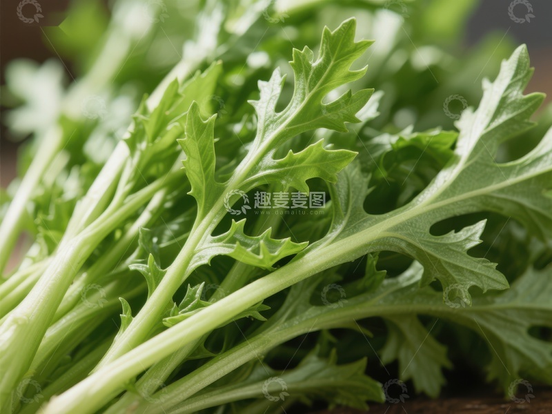 高清大图下载【趣麦麦图】新鲜绿叶蔬菜特写