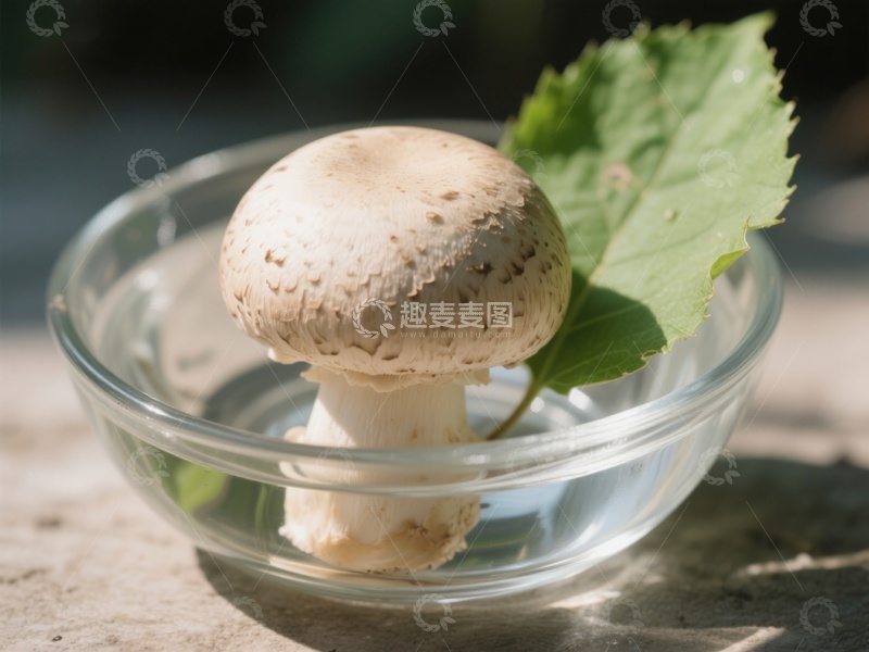 高清大图下载【趣麦麦图】玻璃碗中的蘑菇与绿叶