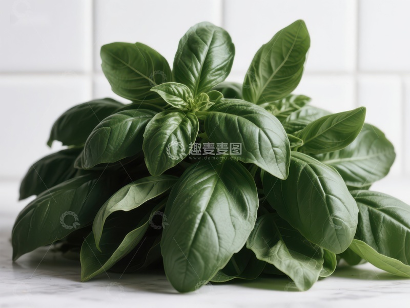 高清大图下载【趣麦麦图】新鲜绿叶罗勒植物特写