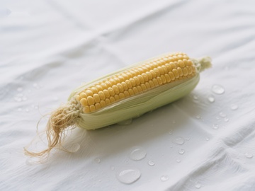 新鲜玉米棒静置白色布面