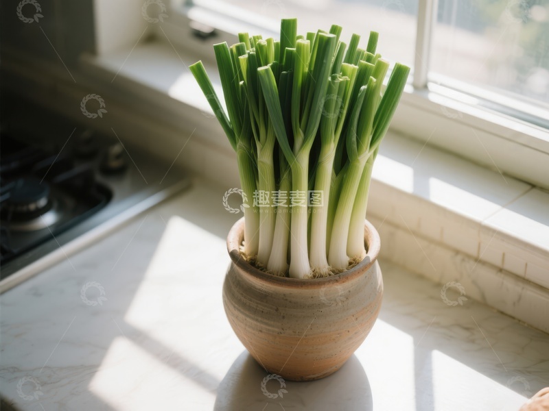 高清大图下载【趣麦麦图】窗台上的葱盆栽