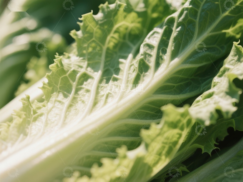 高清大图下载【趣麦麦图】新鲜生菜的特写镜头