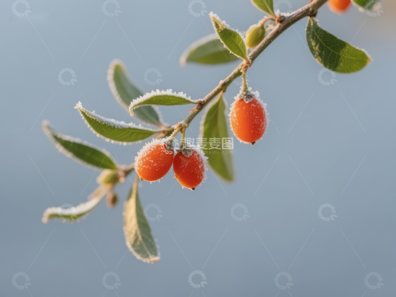 高清大图下载【趣麦麦图】霜冻下的橙色果实与绿叶