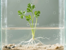 水培植物的生长状态