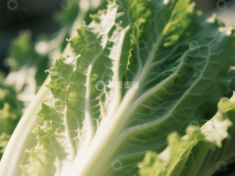 高清大图下载【趣麦麦图】新鲜生菜的特写镜头