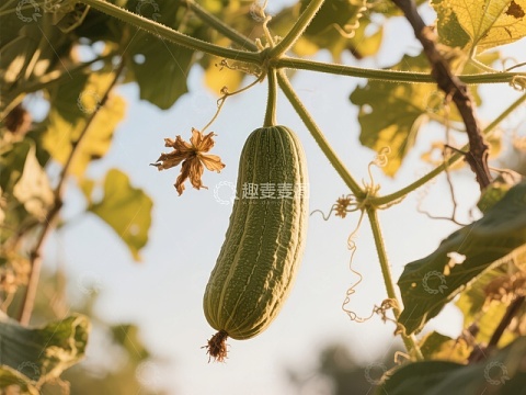 藤蔓上的绿色苦瓜