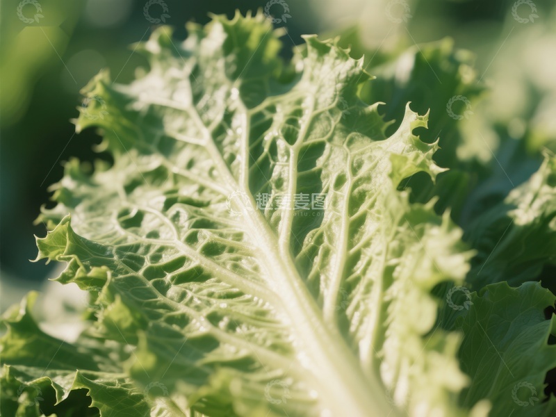 高清大图下载【趣麦麦图】新鲜绿叶蔬菜特写