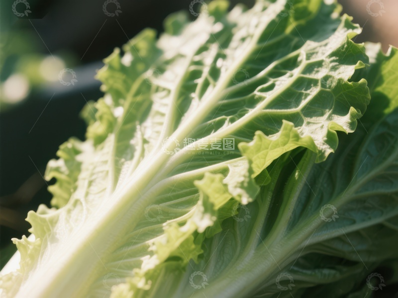 高清大图下载【趣麦麦图】新鲜生菜的特写镜头