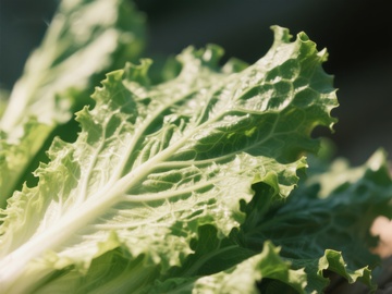 新鲜绿叶蔬菜特写
