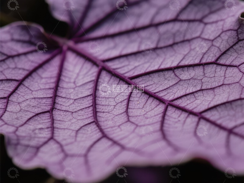 高清大图下载【趣麦麦图】紫色叶片的细腻纹理