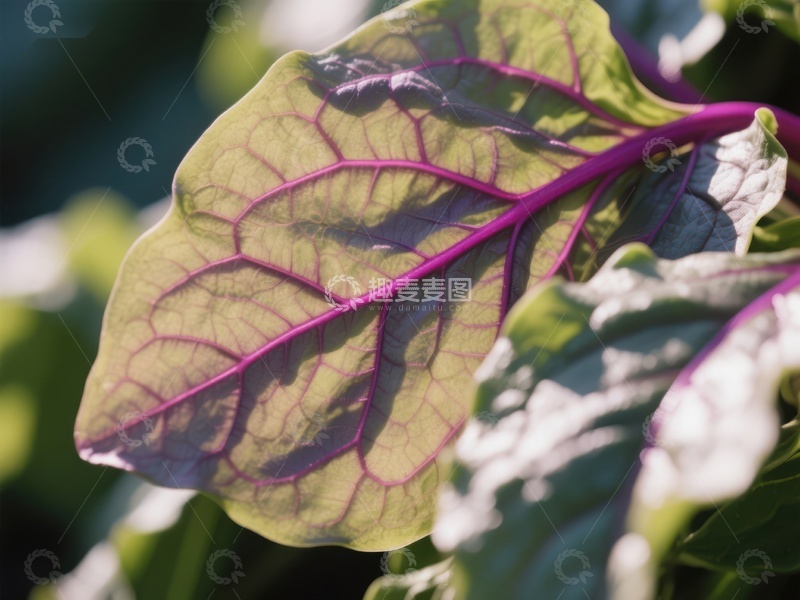 高清大图下载【趣麦麦图】紫色脉络的绿叶特写