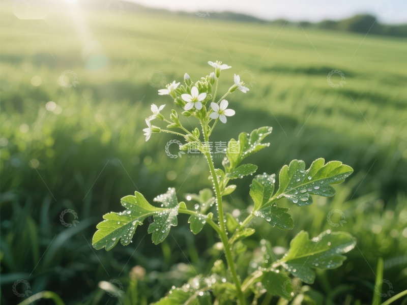 高清大图下载【趣麦麦图】晨露中的小白花
