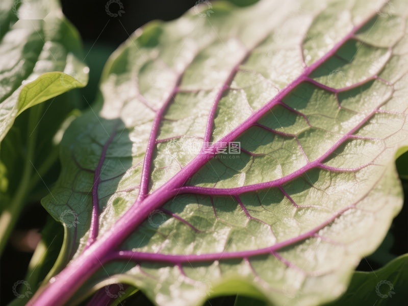 高清大图下载【趣麦麦图】紫色叶脉的绿叶特写